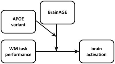 Brain Aging and APOE ε4 Interact to Reveal Potential Neuronal Compensation in Healthy Older Adults